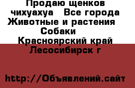 Продаю щенков чихуахуа - Все города Животные и растения » Собаки   . Красноярский край,Лесосибирск г.